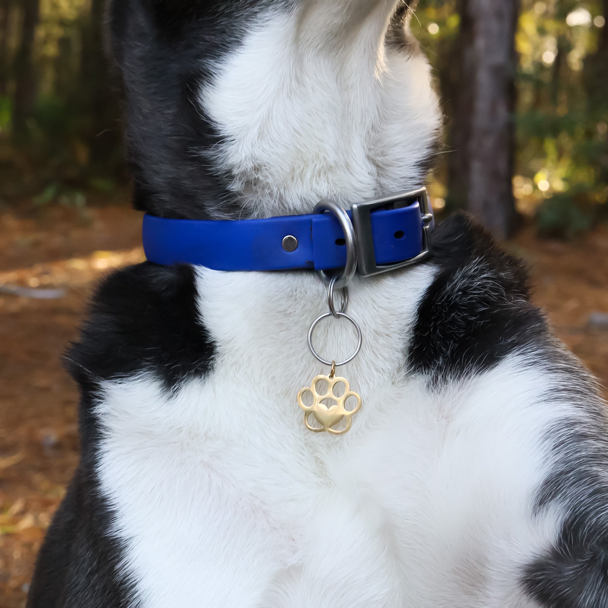 Gold Pet Tag – 18K PVD Coated Stainless Steel Paw Print Charm, Hypoallergenic Jewelry